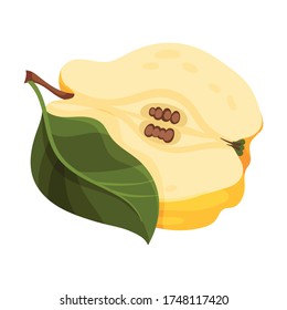 Halved Quince Showing Light Flesh with Seeds Vector Illustration