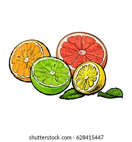 Halves of orange, grapefruit, lime and lemon, hand drawn sketch style vector illustration on white background. Hand drawing of unpeeled orange, grapefruit, lemon and lime cut in half