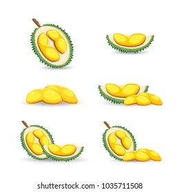 Halves of a tropical durian fruit isolated on a white background. Fresh and organic durian fruit. Vector illustration.