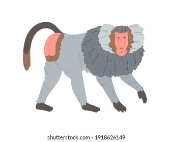 Hamadryas baboon standing on four legs. Silvery gray monkey with hairy cape on neck, bare feet and red-colored skin on face and rump. Flat colorful vector illustration isolated on white background