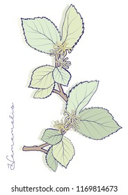 Hamamelis branch with  leaves