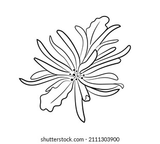 Hamamelis flower vector witch hazel black and white isolated