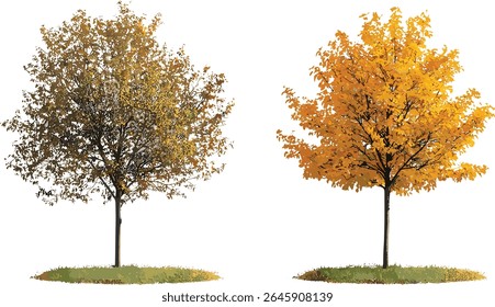 Hamamelis × intermedia e Populus tremula árvores de outono, ilustração vetorial, pequenas árvores caducifólias isoladas, recorte de objetos vegetais, flora da época de queda, cena da floresta,