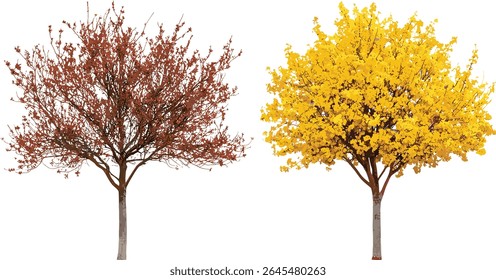 Conjunto frontal Hamamelis virginiana e Ostrya virginiana, árvores de rua com recorte, silvicultura urbana, vegetação ecológica, espécies de madeira de lei, folhagem sazonal, ilustração vetorial.