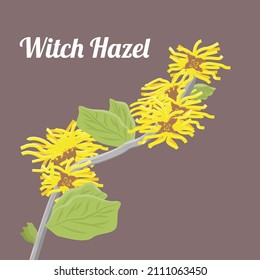 Hamamelis virginiana or Witch Hazel plant illustration