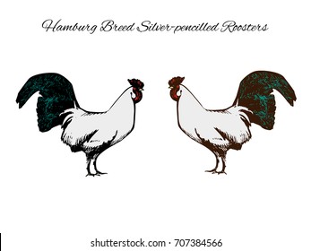Hamburg breed roosters meeting. Pen and ink drawing, traced into vector image with colorful additions. Vintage style picture isolated on white background with the text "Hamburg Breed Roosters" 