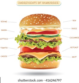 Hamburger ingredients .vector infographics