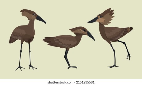 Hamerkop wading bird collection. Named by Afrikaans word for hammerhead.