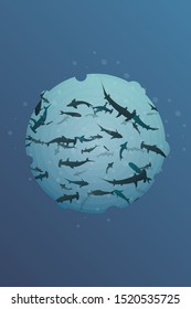 hammer shark sea ocean vector