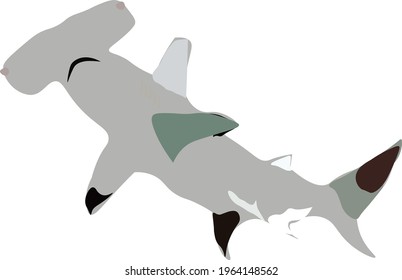 Hammerhead shark  happily swim in the sea