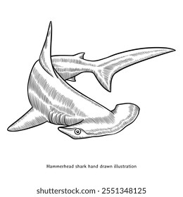 Hammerhead shark illustration. Hammerhead shark hand drawn illustration in vintage style. Hammerhead shard sketch drawing