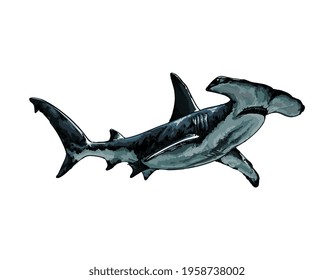 Hammerhead shark from a splash of watercolor, colored drawing, realistic. Vector illustration of paints