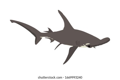 Hammerhead shark vector illustration isolated on white background. Hammer head shark.