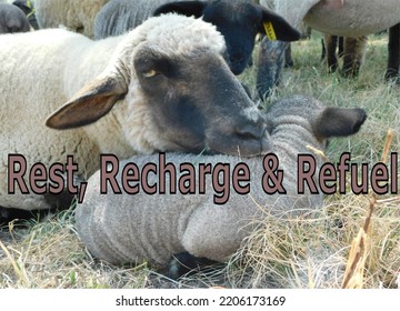 A Hampshire Down Ewe Lying On Golden Grass With Her Head On Her Lamb With A Text That Reads Rest, Recharge And Refuel.