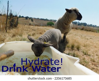 A Hampshire Down Ewe standing on a golden grass field with her Lamb drinking water from a water container, with a text that reads Hydrate, Drink Water.