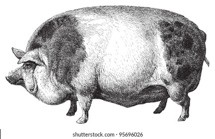 Hampshire pig / vintage illustration from Meyers Konversations-Lexikon 1897