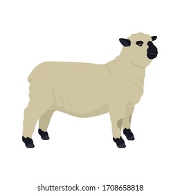 Hampshire Sheep Breeds of domestic animals Flat vector illustration Isolated object on white background set