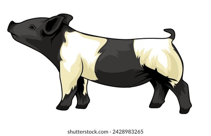 Hampsihire vector illustration for pig livestock show