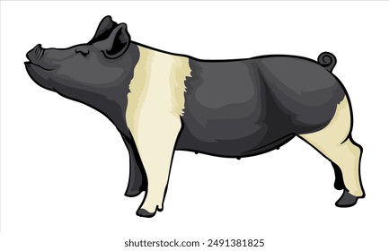 Hampsihire vector illustration for pig livestock show