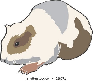 Hamster