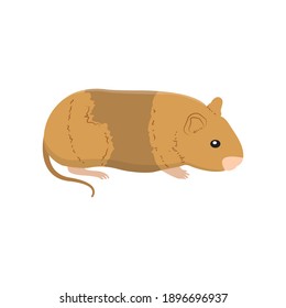 Hamster für Tiervektorgrafik