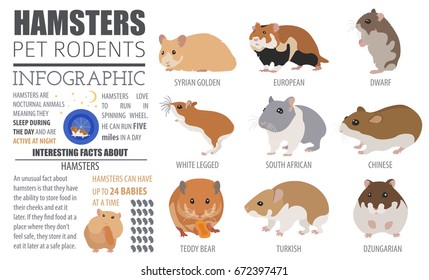 Hamster breeds icon set flat style isolated on white. Pet rodents collection. Create own infographic about pets. Vector illustration