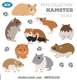 Hamster breeds icon set flat style isolated on white. Pet rodents collection. Create own infographic about pets. Vector illustration