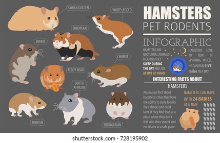 Hamster breeds icon set flat style isolated on white. Pet rodents collection. Create own infographic about pets. Vector illustration