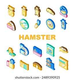 hamster hamster cute app pet coin icons set vector. rodent funny, syrian adorable, guinea bedding, animal little hamster hamster cute app pet coin isometric sign illustrations