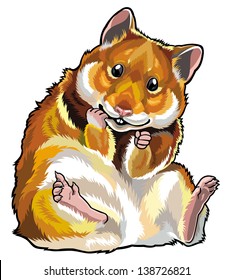  hamster front view illustration isolated on white background