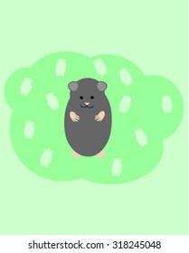 Hamster grey and green background 