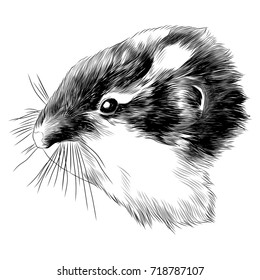 hamster, lemming head sketch vector graphics monochrome black-and-white drawing