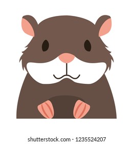 hamster rodent on white background