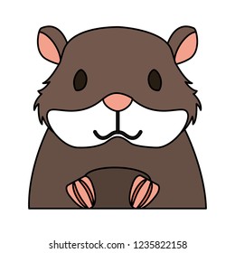 hamster rodent on white background
