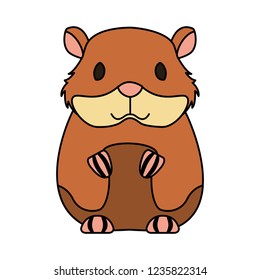 hamster rodent on white background