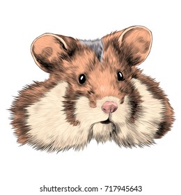 hamster sketch vector graphics head colored drawing