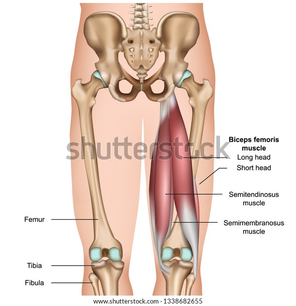 hamstring muscle anatomy 3d medical vector\
illustration on white\
background