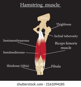 Anatomie der Hamstring-Muskeln einzeln auf weißem Hintergrund.Lerninhalte für Biologie und Medizinstudenten.Zentimeter, Gelenke und Muskeln hinter der Knie.Vektorgrafik.