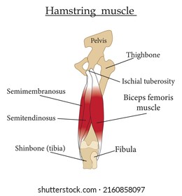 Hamstring muscle infographic .Educational content for biology and medicine students. Vector illustration.