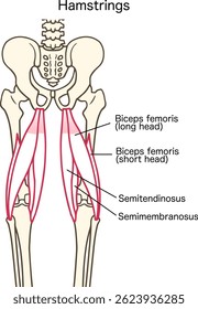 Hamstring Muscles Anatomy: Biceps Femoris, Semitendinosus, and Semimembranosus Detailed Illustration