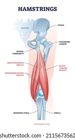 Hamstring posterior muscle anatomy with bones and ligaments outline diagram. Labeled educational scheme with leg body part from medical view vector illustration. Semimembranosus and semitendimosus.