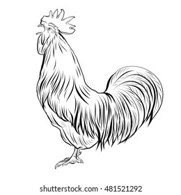 Han drawing Rooster, isolated