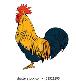 Han drawing Rooster, isolated