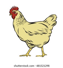 Han Drawing Rooster Isolated Stock Vector (Royalty Free) 481521298 ...