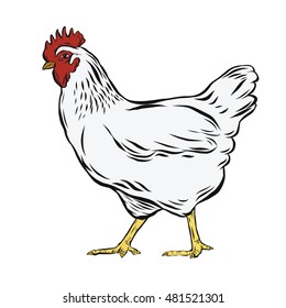 Han drawing Rooster, isolated