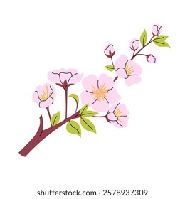 Hanami. Sakura flowers. Cherry blossom branch. Vector botanical element. Blooming spring tree in flat style on white background.