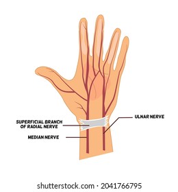 Hand Anatomy Concept, A Hand Palm With Nerve, Ulnar Nerve, Blood, Vain