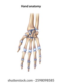 Hand anatomy. Isolated vector illustration