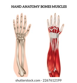 Anatomía manual realista conjunto con visión de huesos y músculos aislados en la ilustración vectorial de fondo blanco