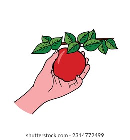 Hand and apple tree branch. Picking apples. Harvesting. Branch with ripe apple isolated on a white background. Vector flat illustration.